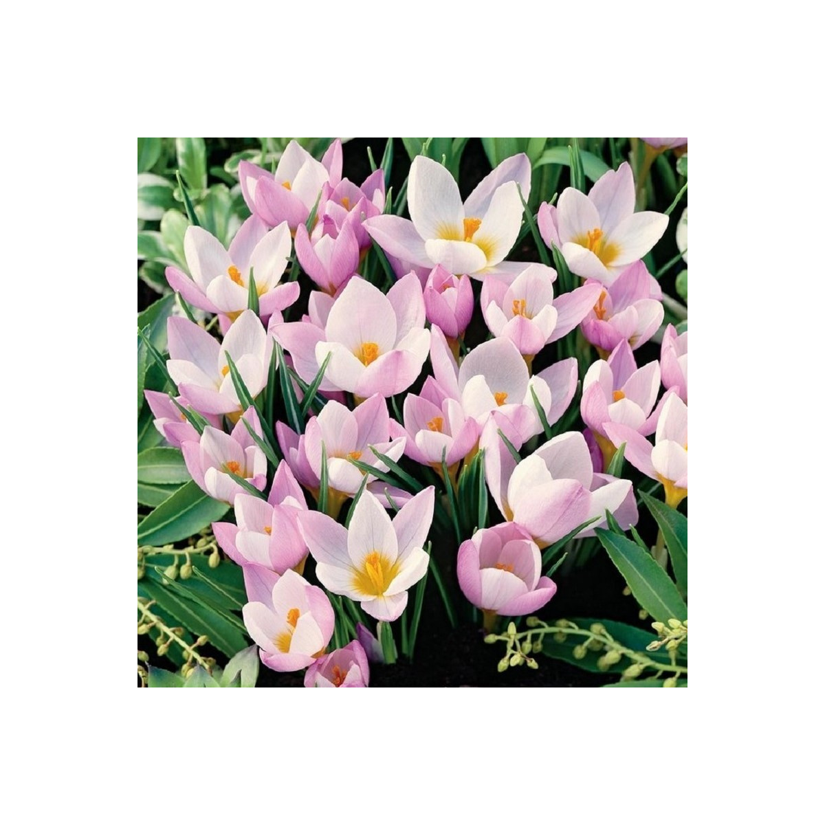 Krokus Firefly - Crocus sieberi - prodej cibulovin - 3 ks