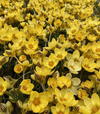 Krokus Gipsy Girl - Crocus chrysanthus - prodej cibulovin - 3 ks