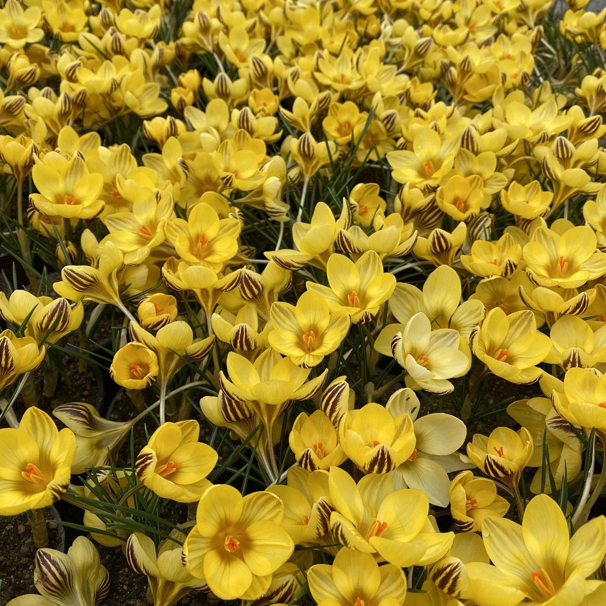 Krokus Gipsy Girl - Crocus chrysanthus - prodej cibulovin - 3 ks
