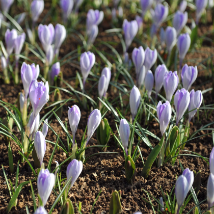 Krokus Vanguard - Crocus vernus - prodej cibulovin - 3 ks