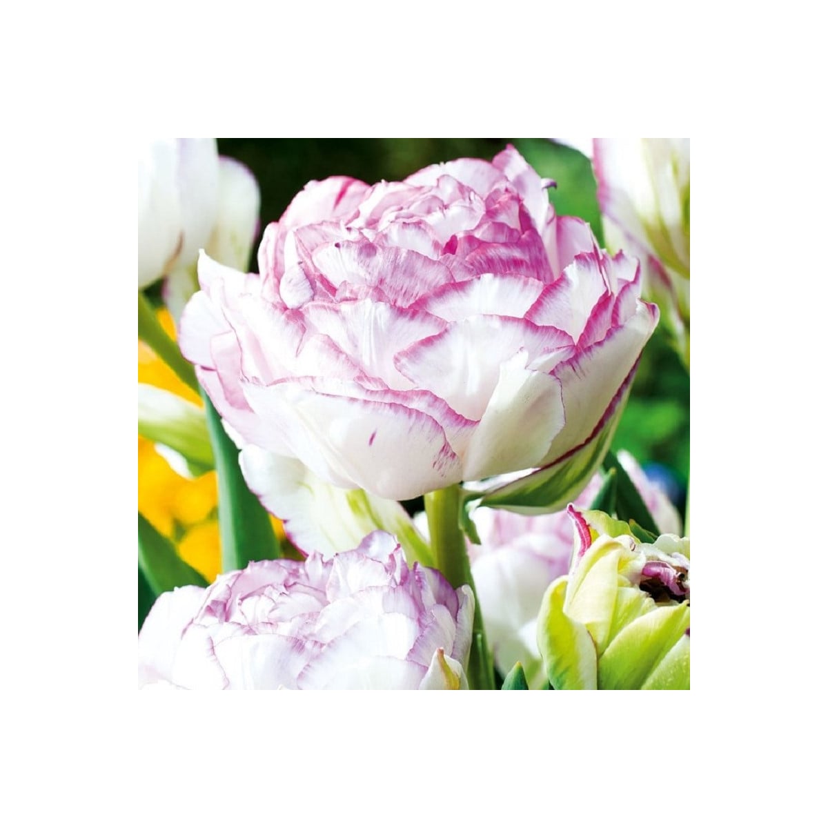 Tulipán Double Touch - Tulipa - prodej cibulovin - 3 ks