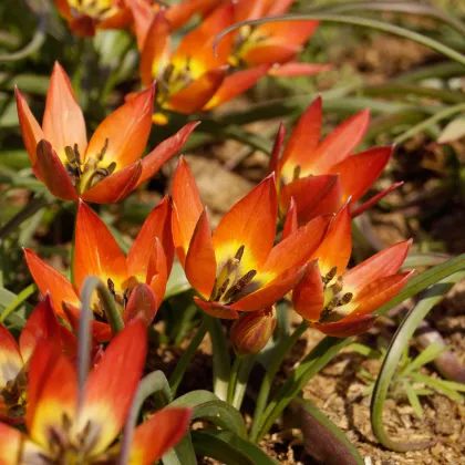 Tulipán Little Princess - Tulipa humilis - prodej cibulovin - 3 ks