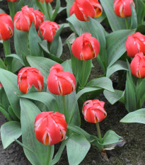 Tulipán Friendly Fire - Tulipa greigii - prodej cibulovin - 3 ks