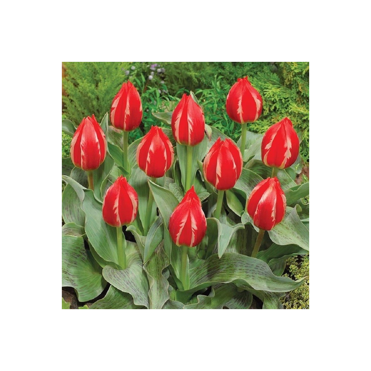 Tulipán Friendly Fire - Tulipa greigii - prodej cibulovin - 3 ks