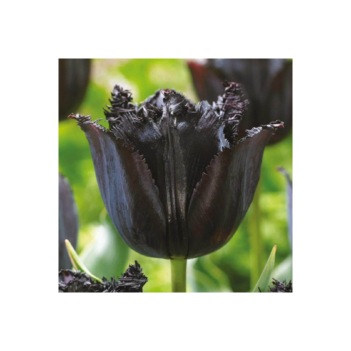 Tulipán Fringed Black - Tulipa - prodej cibulovin - 3 ks