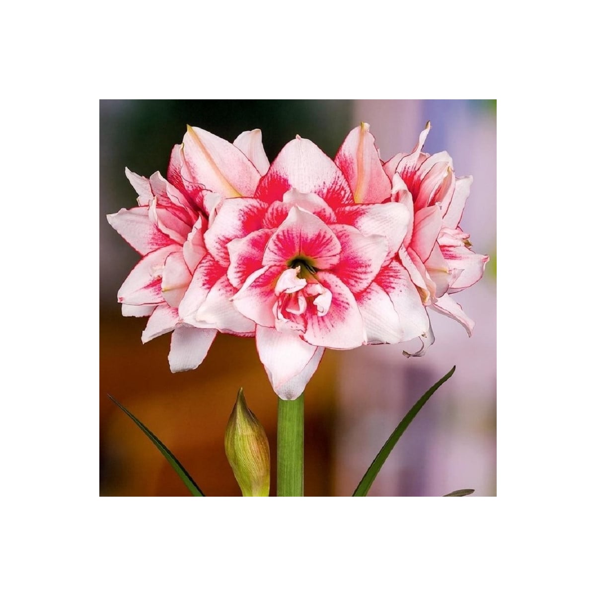 Hvězdník plnokvětý Elvas - Hippeastrum - prodej cibulovin - 1 ks