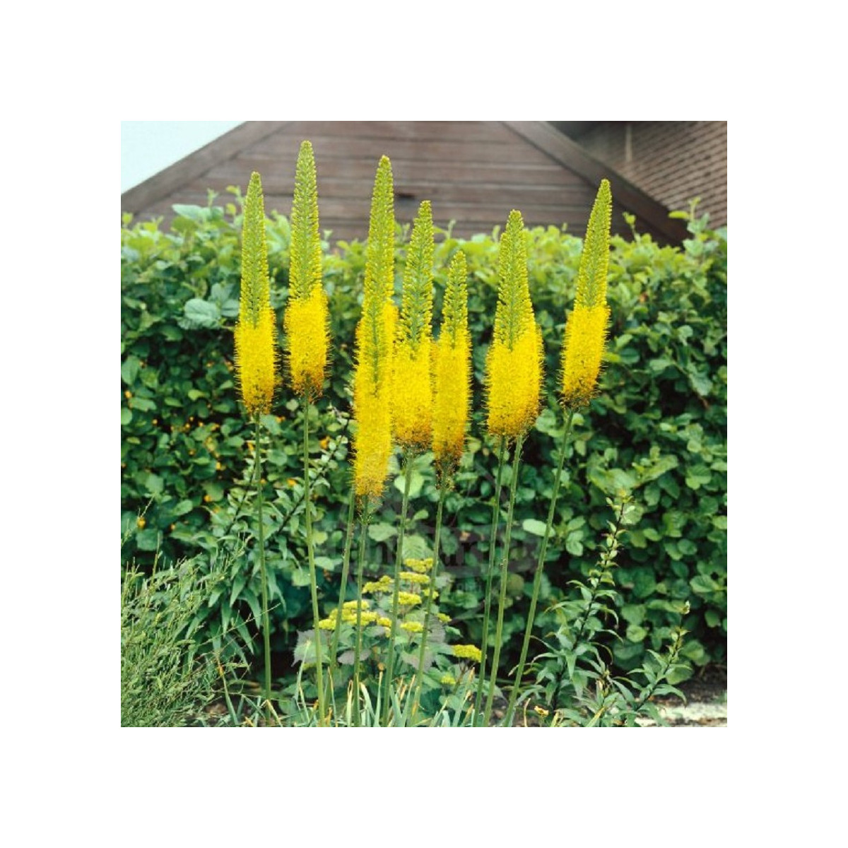 Liliochvostec Moneymaker - Eremurus - prodej kořenových hlíz - 1 ks