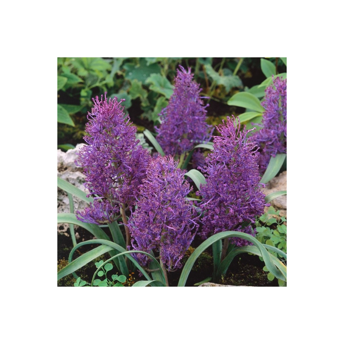 Modřenec Plumosum - Muscari comusum - prodej cibulovin - 5 ks