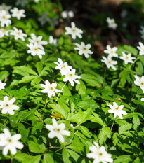 Sasanka hajní - Anemone nemorosa - prodej cibulovin - 2 ks