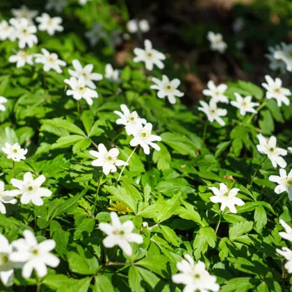 Sasanka hajní - Anemone nemorosa - prodej cibulovin - 2 ks