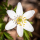 Sasanka hajní - Anemone nemorosa - prodej cibulovin - 2 ks