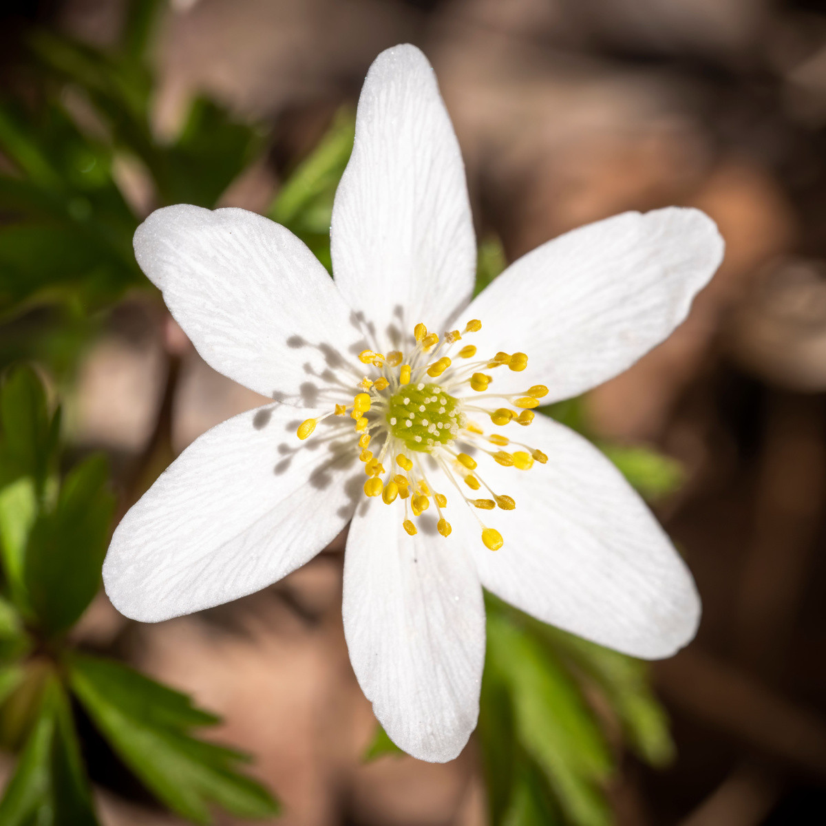 Sasanka hajní - Anemone nemorosa - prodej cibulovin - 2 ks