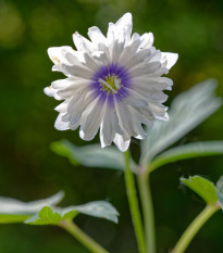 Sasanka Blue eyes - Anemone nemorosa - prodej cibulovin - 1 ks