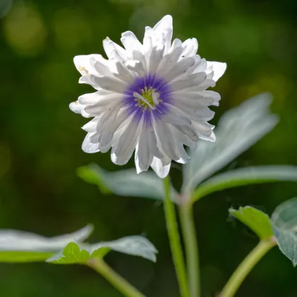 Sasanka Blue eyes - Anemone nemorosa - prodej cibulovin - 1 ks