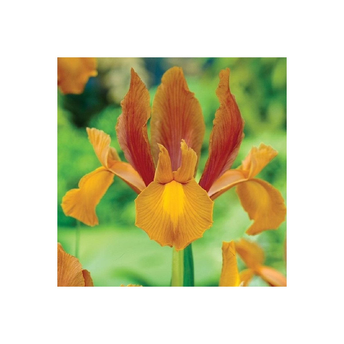 Kosatec holandský Autumn Princess - Iris hollandica - prodej cibulovin - 3 ks