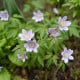 Sasanka Robinsoniana - Anemone nemorosa - prodej cibulovin - 1 ks