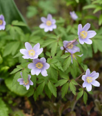 Sasanka Robinsoniana - Anemone nemorosa - prodej cibulovin - 1 ks