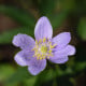 Sasanka Robinsoniana – Anemone nemorosa – cibuloviny – prodej sasanek