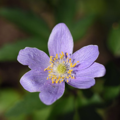 Sasanka Robinsoniana – Anemone nemorosa – cibuloviny – prodej sasanek