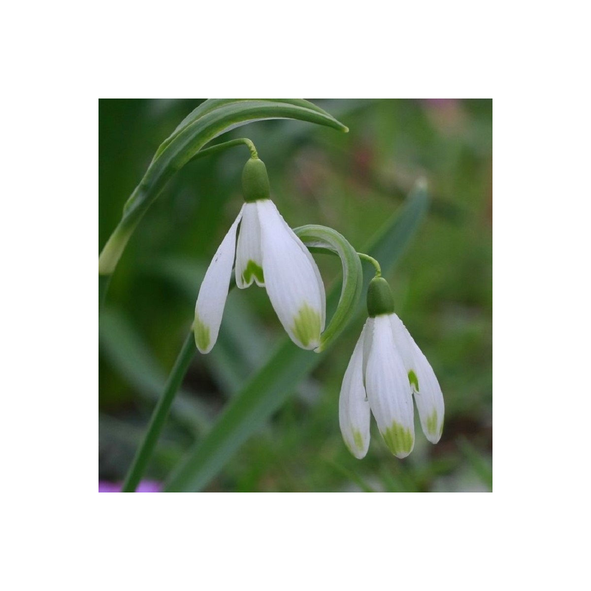 Sněženka viridi-apice - Galanthus nivalis- prodej cibulovin - 3 ks