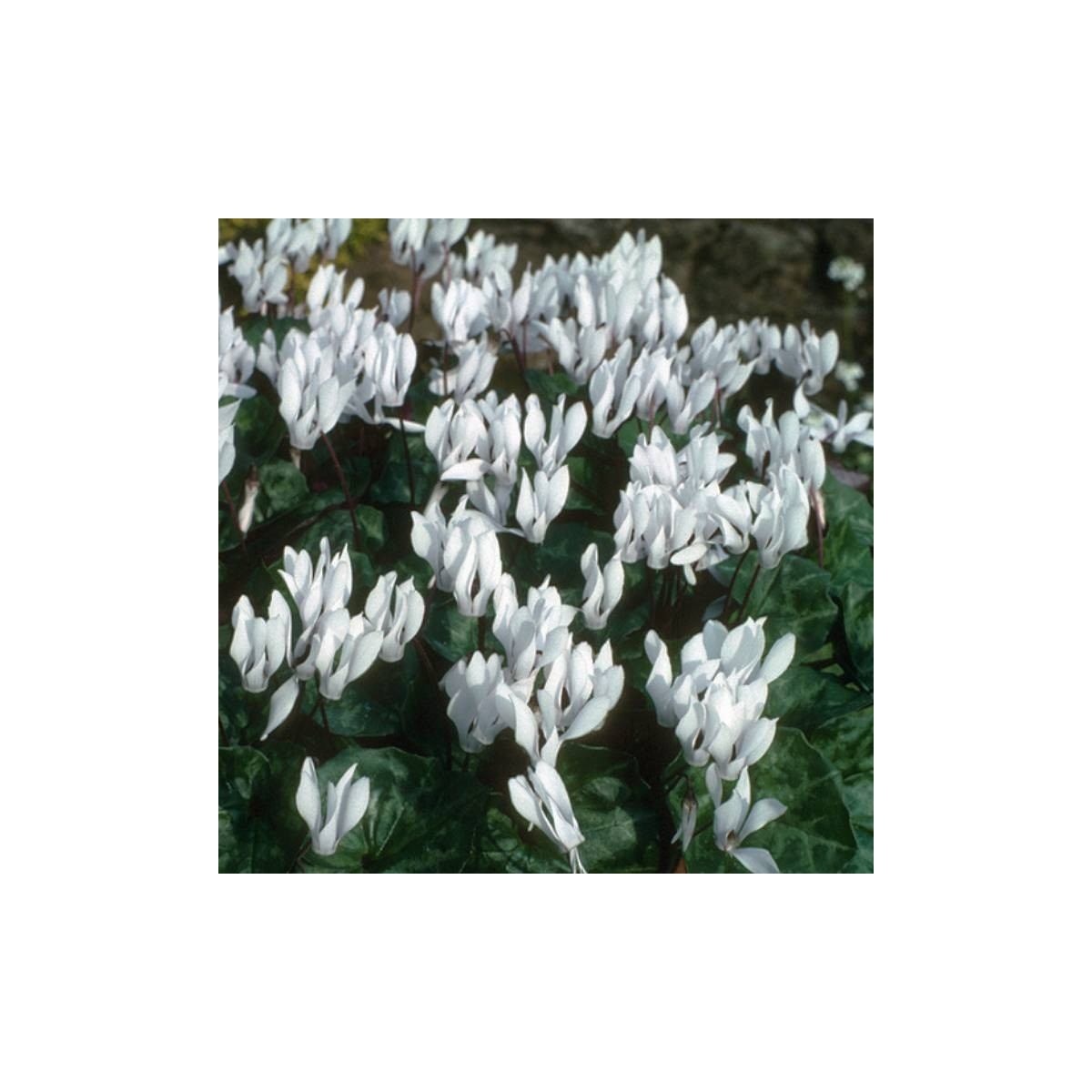 Brambořík Sowbread - Cyclamen repandum album - prodej cibulovin - 1 ks