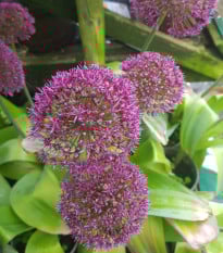 Česnek Ostara - Allium - prodej cibulovin - 3 ks