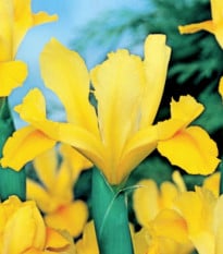 Kosatec holandský Golden Harvest - Iris hollandica - prodej cibulovin - 3 ks