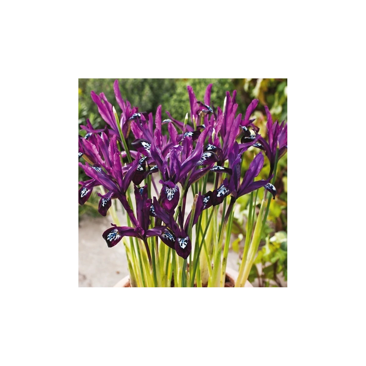 Kosatec síťkovaný Pauline - Iris reticulata - prodej cibulovin - 3 ks