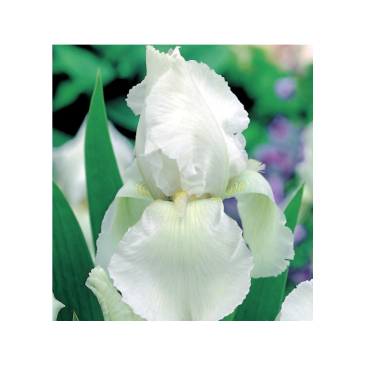 Kosatec německý bílý - Iris germanica - prodej cibulovin - 1 ks