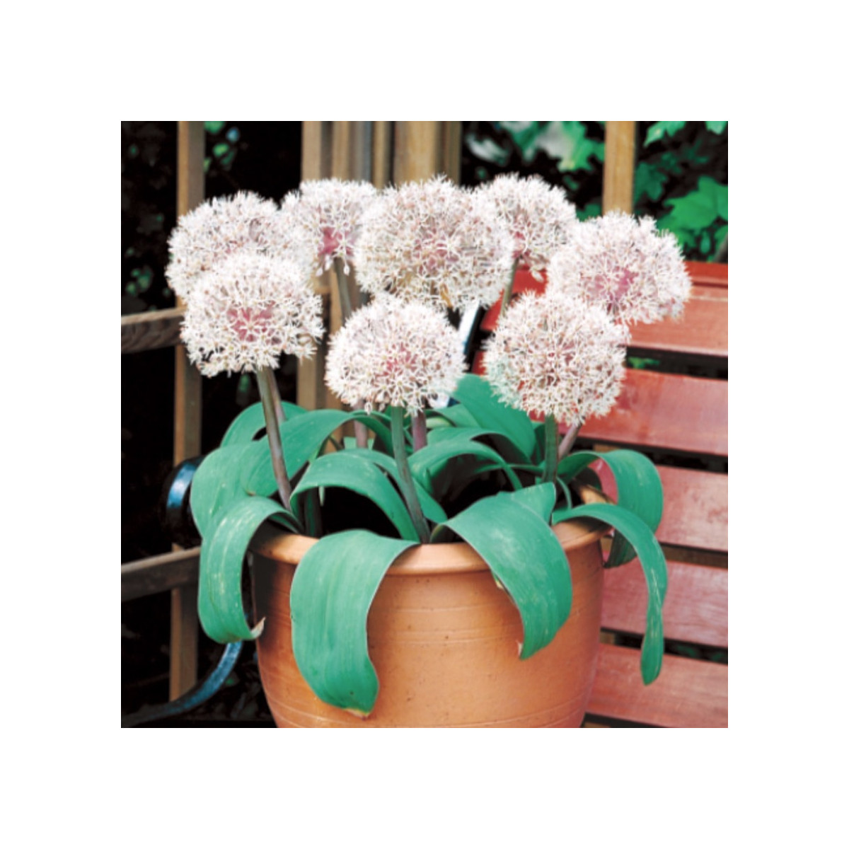 Česnek Ivory Queen - Allium - prodej cibulovin - 3 ks