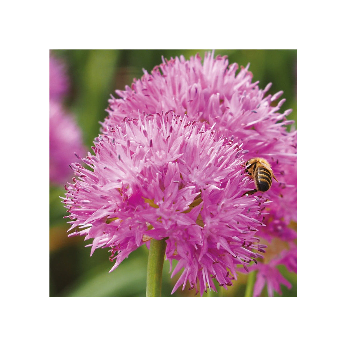 Česnek Carolinianum - Allium - prodej cibulovin - 3 ks