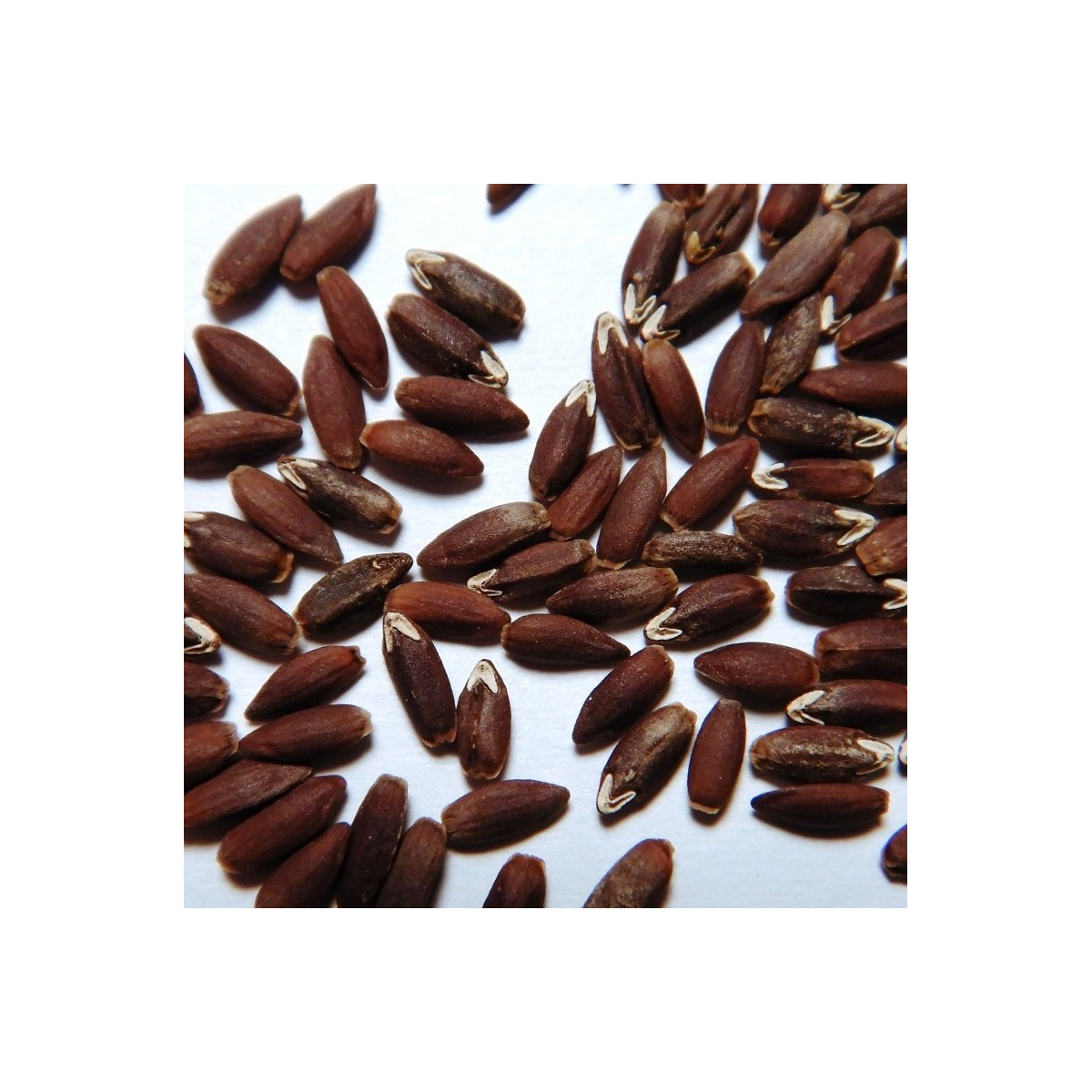 Bio olejnička iberská - Lallemantia iberica - prodej bio semen - 30 ks