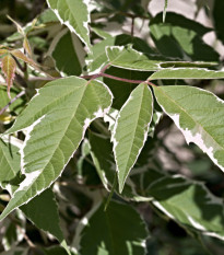 Javor jasanolistý - Acer negundo - prodej semen - 12 ks