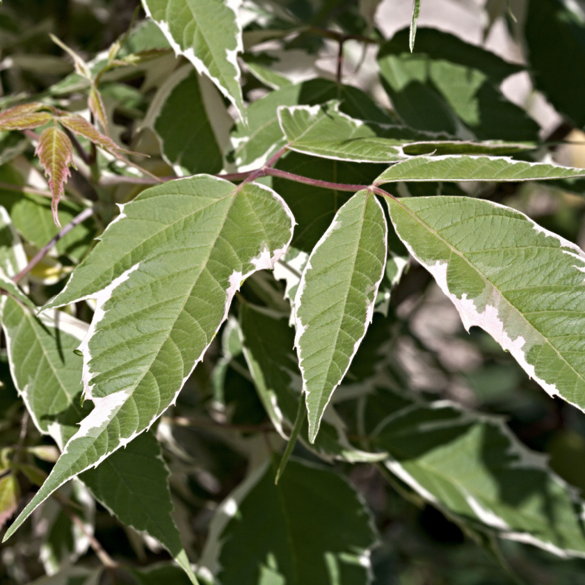 Javor jasanolistý - Acer negundo - prodej semen - 12 ks