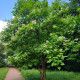Katalpa Fargesova - Catalpa fargesii - prodej semen - 8 ks