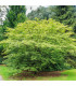 Javor japonský zelený - Acer palmatum - prodej semen - 5 ks