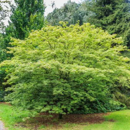 Javor dlanitolistý - Acer palmatum - prodej semen - 5 ks