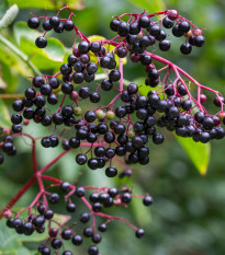 Bez kanadský - Sambucus canadians - prodej semen - 10 ks