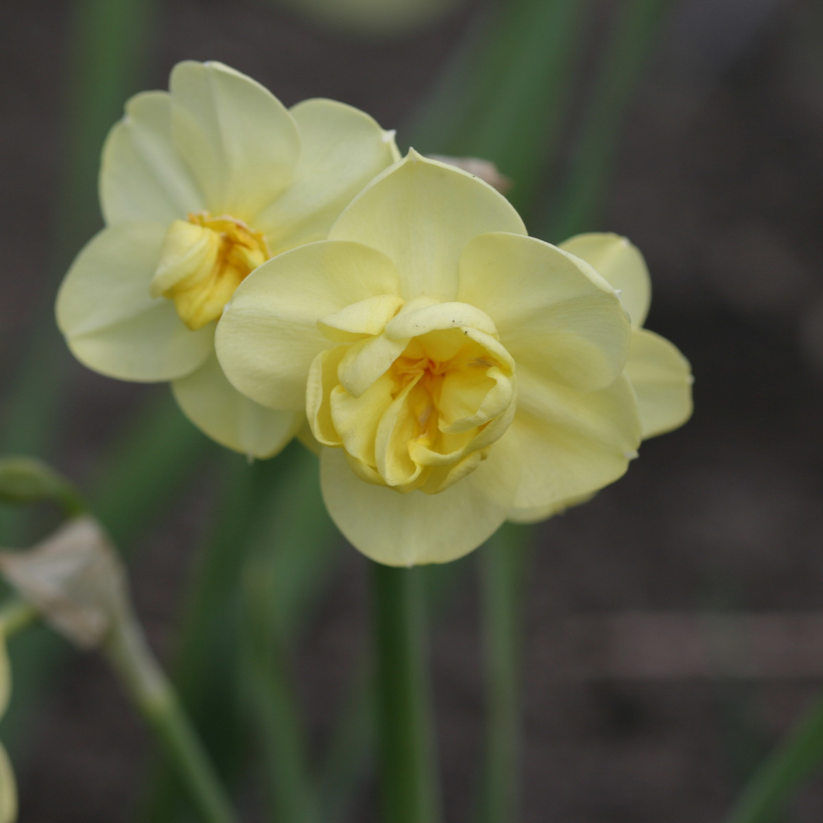Narcis Cheerfulness - Narcissus - prodej cibulovin - 3 ks