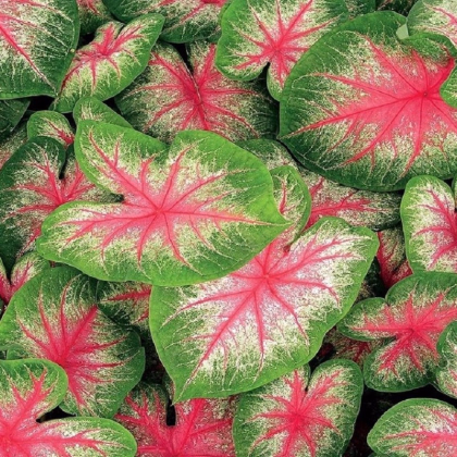 Kaládium Pink Beauty - Caladium bicolor - prodej cibulovin - 1 ks