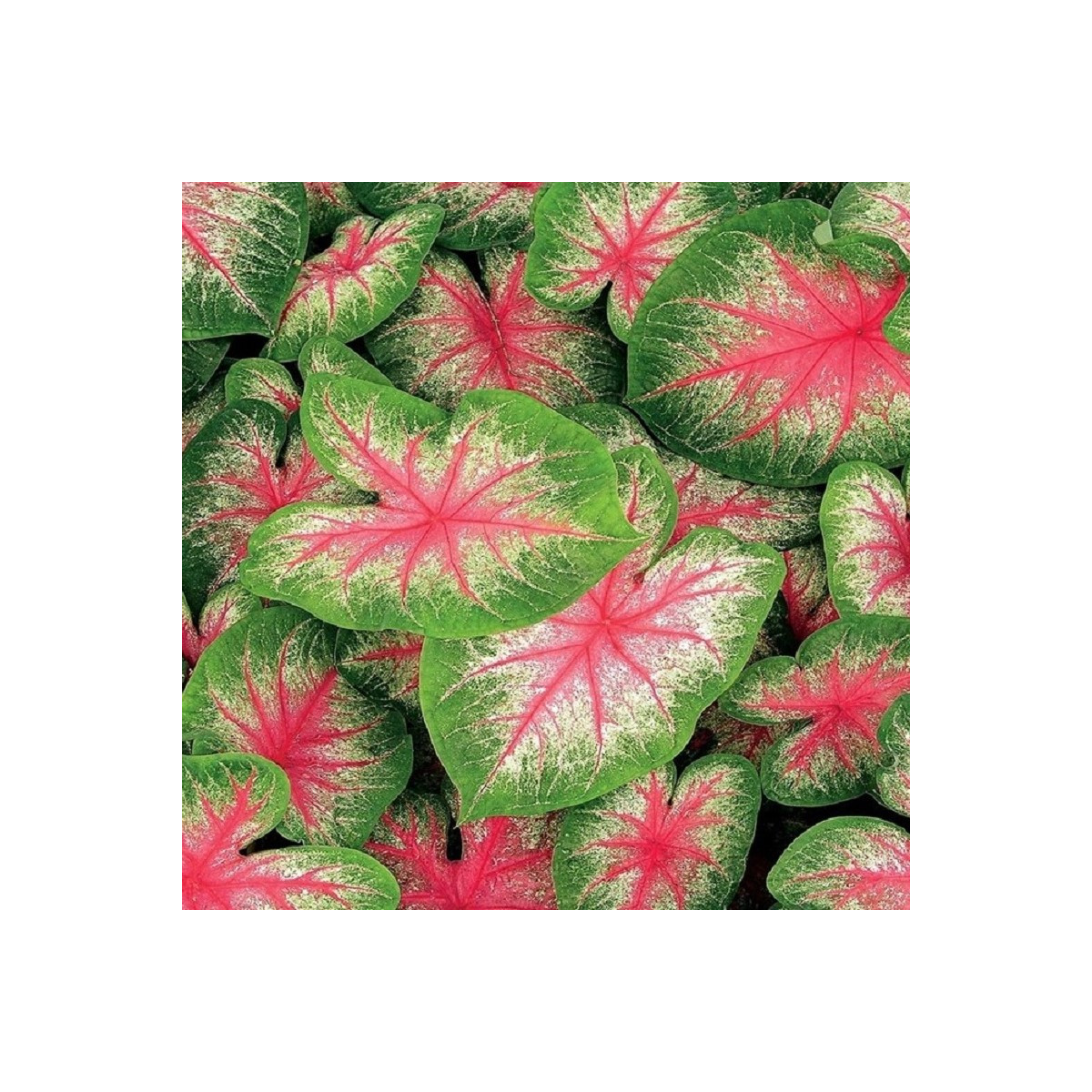Kaládium Pink Beauty - Caladium bicolor - prodej cibulovin - 1 ks