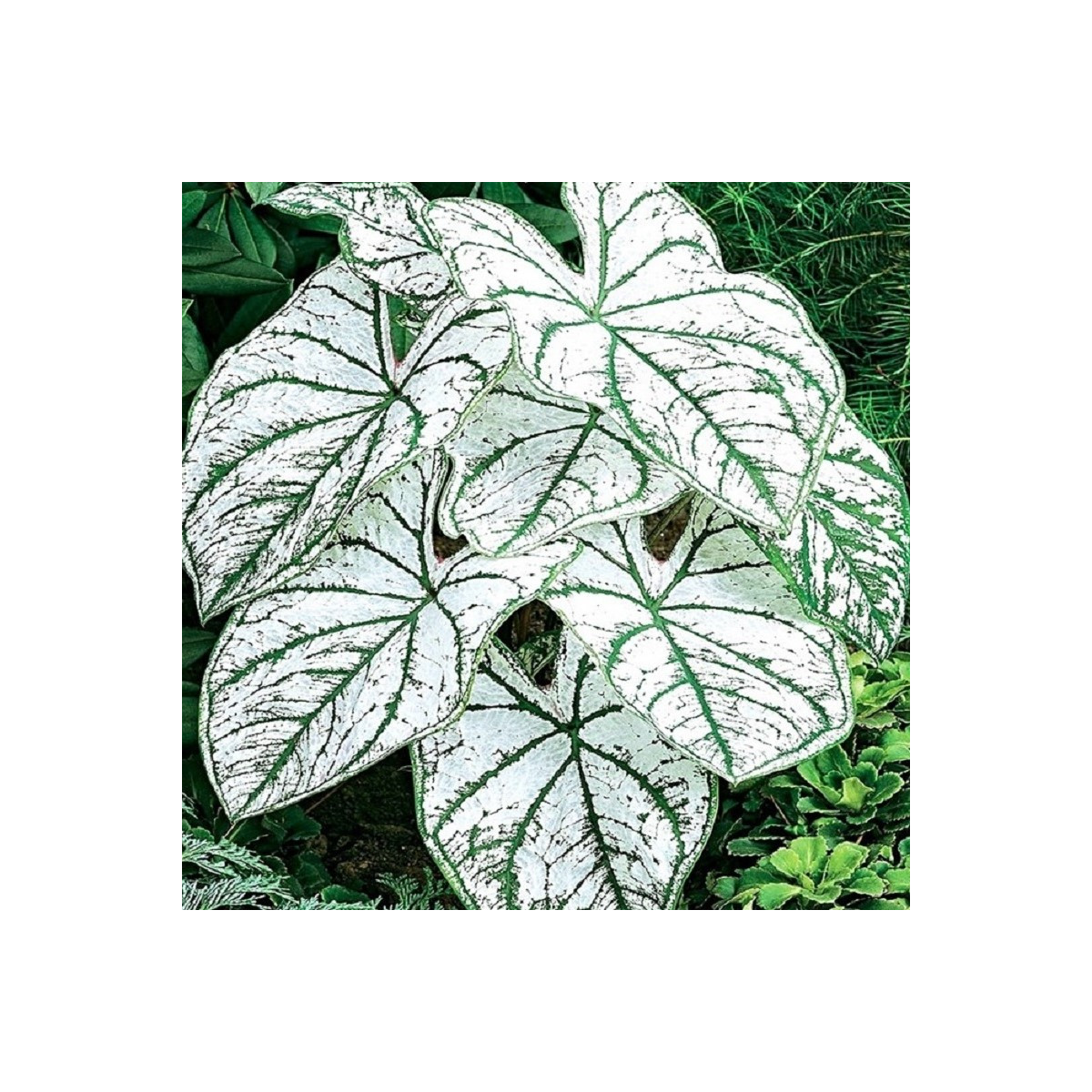 Kaládium Candidum Sr - Caladium bicolor - prodej cibulovin - 1 ks