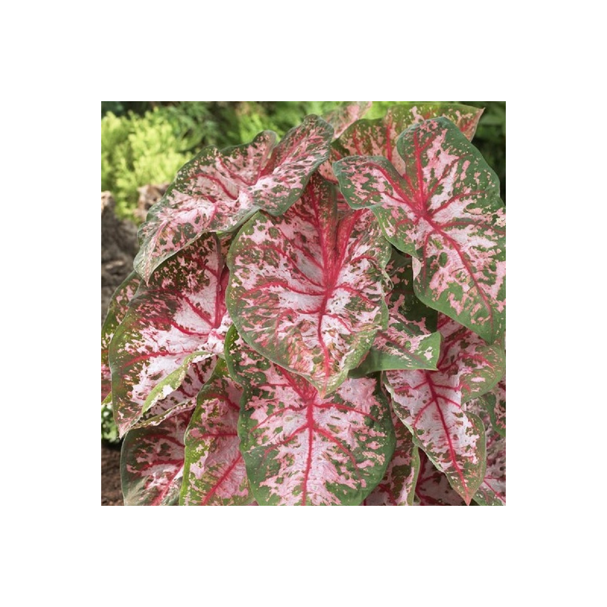 Kaládium Carolyn Whorton - Caladium bicolor - prodej cibulovin - 1 ks