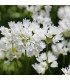 Česnek okrasný Zebdanense - Allium - prodej cibulovin - 3 ks