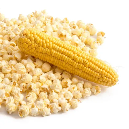 Kukuřice pukancová F1 - Zea mays - prodej semen - 15 ks