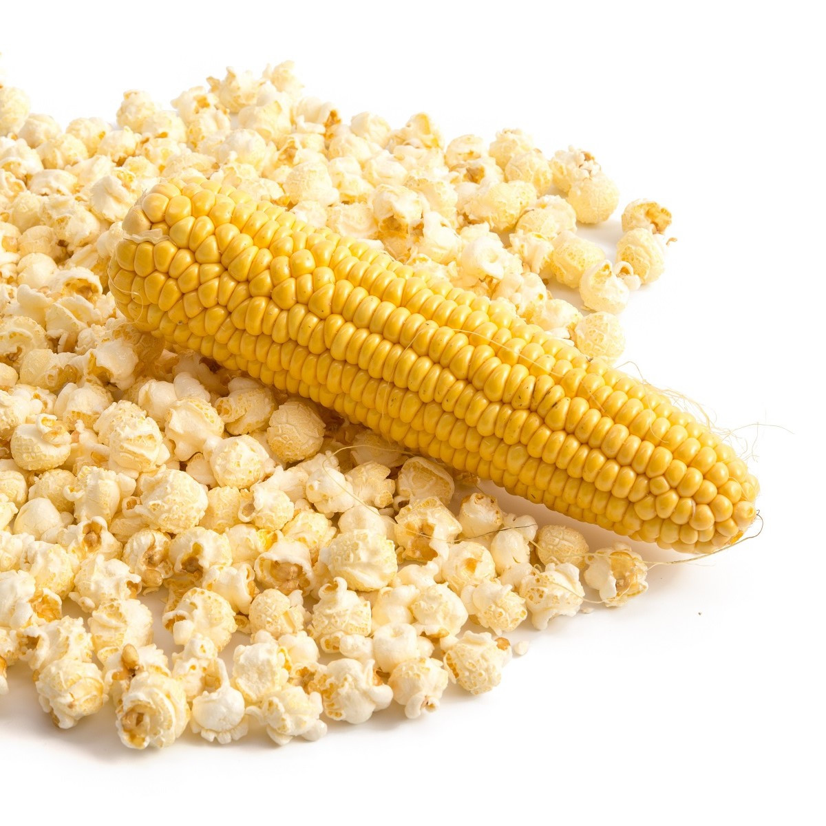 Kukuřice pukancová F1 - Zea mays - prodej semen - 15 ks