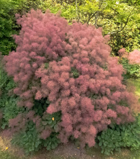 Ruj vlasatá - Cotinus coggygria - prodej semen - 7 ks