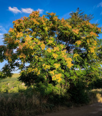 Česnekovník hořký - Cedr španělský - Cedrela odorata - prodej semen - 8 ks