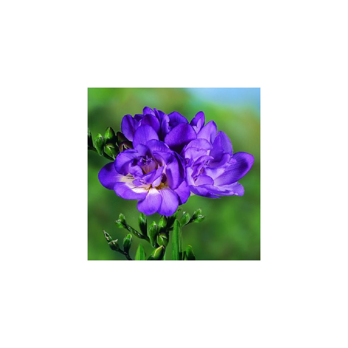 Frézie plnokvětá modrá - Freesia - prodej cibulovin - 3 ks