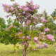 Lagerstroemie nádherná - Lagerstroemia floribunda - prodej semen - 7 ks